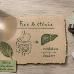 Stevia danger pour le foie : stévia, foie et preuves scientifiques